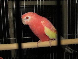In 2706 今年で3歳アキクサインコ ルビノーの雄 キットウココ ペット部 In 2706 今年で3歳アキクサインコ ルビノーの雄 キットウココ ペット部