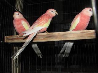 In 2708 埼玉県産アキクサインコの ルビノー若 キットウココ ペット部 In 2708 埼玉県産アキクサインコの ルビノー若 キットウココ ペット部