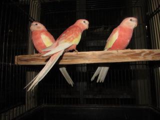 In 2708 埼玉県産アキクサインコの ルビノー若 キットウココ ペット部 In 2708 埼玉県産アキクサインコの ルビノー若 キットウココ ペット部