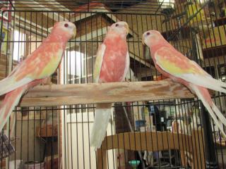 In 2708 埼玉県産アキクサインコの ルビノー若 キットウココ ペット部 In 2708 埼玉県産アキクサインコの ルビノー若 キットウココ ペット部