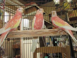 In 2708 埼玉県産アキクサインコの ルビノー若 キットウココ ペット部