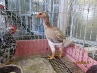 TA-739 大和軍鶏の4か月目の雌 ちょっと訳あり | キットウココ