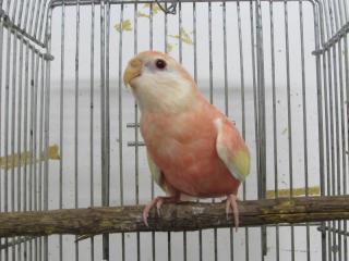 In 2712 愛知県産アキクサインコのルビノー若 キットウココ ペット部 In 2712 愛知県産アキクサインコのルビノー若 キットウココ ペット部
