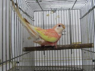 In 2712 愛知県産アキクサインコのルビノー若 キットウココ ペット部 In 2712 愛知県産アキクサインコのルビノー若 キットウココ ペット部
