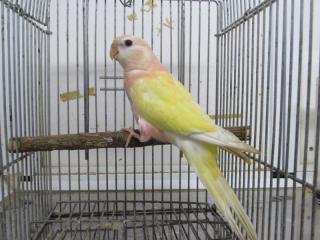 In 2714 愛知県産アキクサインコのルチノー若 キットウココ ペット部