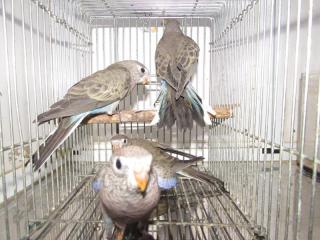 In 2716 静岡県産アキクサインコのノーマル若 キットウココ ペット部 In 2716 静岡県産アキクサインコのノーマル若 キットウココ ペット部