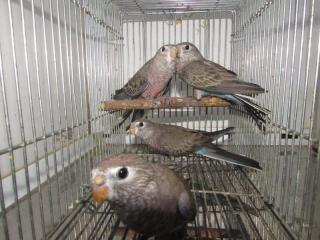 In 2716 静岡県産アキクサインコのノーマル若 キットウココ ペット部 In 2716 静岡県産アキクサインコのノーマル若 キットウココ ペット部