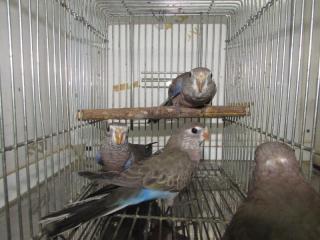 In 2716 静岡県産アキクサインコのノーマル若 キットウココ ペット部 In 2716 静岡県産アキクサインコのノーマル若 キットウココ ペット部