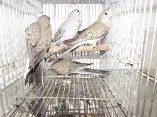 In 2716 静岡県産アキクサインコのノーマル若 キットウココ ペット部 In 2716 静岡県産アキクサインコのノーマル若 キットウココ ペット部