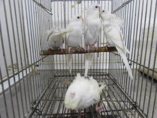 In 2717 生後50日黒目の白のハゴロモセキセイインコ キットウココ ペット部