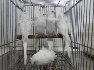 In 2717 生後50日黒目の白のハゴロモセキセイインコ キットウココ ペット部 In 2717 生後50日黒目の白のハゴロモセキセイインコ キットウココ ペット部