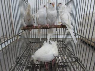 IN-2717 生後50日黒目の白のハゴロモセキセイインコ