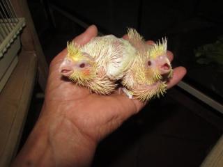 IN-2719 静岡県産オカメインコ・ルチノーの雛 | キットウココ ペット部