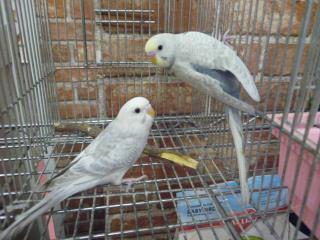 IN-1866 綺麗なセキセイインコ 若の雄雌で | キットウココ ペット部