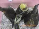 IN-4503　オカメインコの雛　ノーマル(両側の2羽)