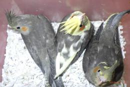 IN-4503　オカメインコの雛　ノーマル(両側の2羽)