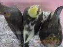 IN-4504　オカメインコの小雛　挿し餌中(真ん中の子)