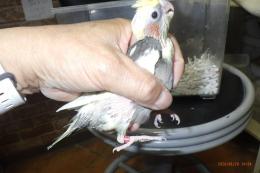 IN-4504　オカメインコの小雛　挿し餌中(真ん中の子)