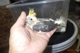 IN-4504　オカメインコの小雛　挿し餌中(真ん中の子)