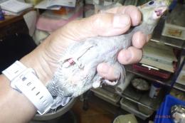 IN-4503　オカメインコの雛　ノーマル(両側の2羽)
