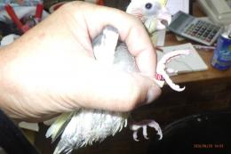 IN-4503　オカメインコの雛　ノーマル(両側の2羽)