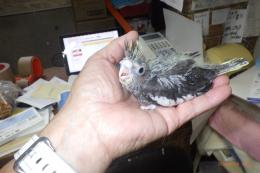 IN-4503　オカメインコの雛　ノーマル(両側の2羽)