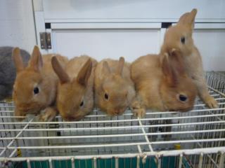 US-472 オレンジのウサギの子 | キットウココ ペット部