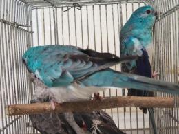 IN-3771　ビセイインコ・ブルーの♂♀2羽で　