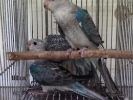 IN-3772　ビセイインコ・ブルーの若鳥　(3823に転記更新)