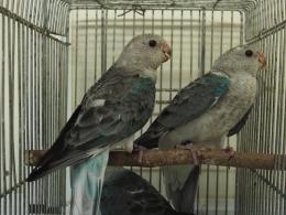 IN-3772　ビセイインコ・ブルーの若鳥　(3823に転記更新)
