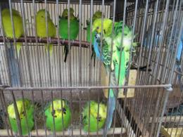 IN-3446 大型はごろもジャンボセキセイインコ 雄雌で | キットウココ 