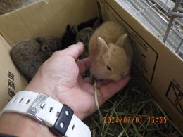 US-634　ネザーランドドワーフ　幼稚園生
