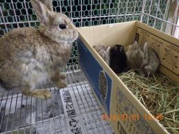 US-634　ネザーランドドワーフ　幼稚園生