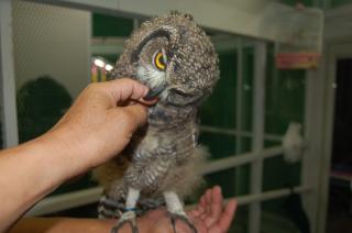 TAT-194 アフリカワシミミズクの若雛 | キットウココ ペット部