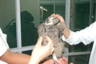 TAT-194 アフリカワシミミズクの若雛 | キットウココ ペット部