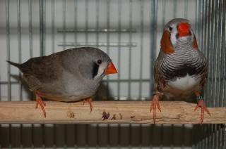 専用 オナガギフチョウ 1ペア 大型美麗品 中国産 2008年 飼育羽化品 2025年最新】Yahoo!オークション -#ギフチョウの中古品・新品
