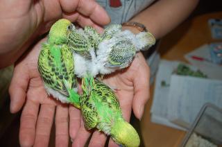 IN-1019 グリーン系のセキセイインコの挿し餌雛 | キットウココ ペット部