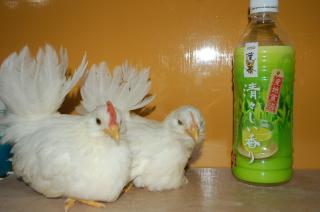 TA-323 矮鶏種「翁」 雄雌 小雛 | キットウココ ペット部