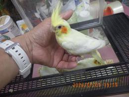 IN-4505　オカメインコのルチノー　一人餌迄あと少し