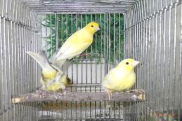 KOT-2743　国産ハルツローラーカナリヤ　親物
