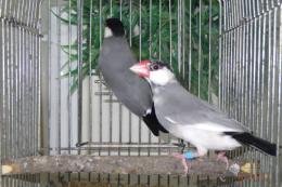 KOT-2746　さくら文鳥　オス