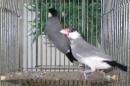 KOT-2746　さくら文鳥　オス