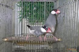 KOT-2746　さくら文鳥　オス