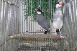 KOT-2746　さくら文鳥　オス