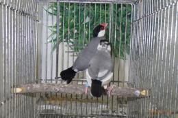 KOT-2746　さくら文鳥　オス