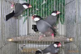 KOT-2747　さくら文鳥　メス