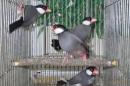 KOT-2747　さくら文鳥　メス