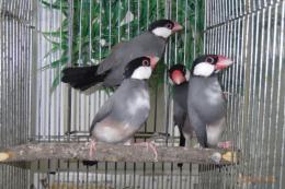 KOT-2747　さくら文鳥　メス