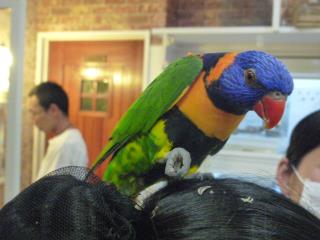 IN-1874　アカエリゴシキセイガイインコ2歳
