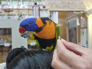 IN-1874　アカエリゴシキセイガイインコ2歳
